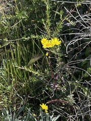 Senecio californicus