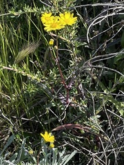 Senecio californicus