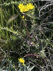 Senecio californicus