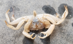 Typhlocarcinus