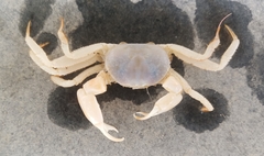 Typhlocarcinus