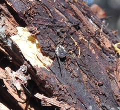 Ortholasma rugosum