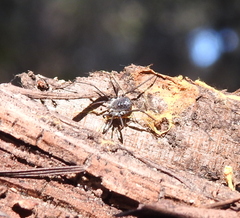 Ortholasma rugosum