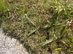 Ophioglossum thermale