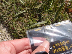 Ophioglossum thermale