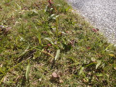 Ophioglossum thermale