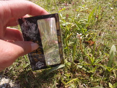 Ophioglossum thermale