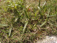 Ophioglossum thermale