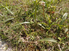 Ophioglossum thermale