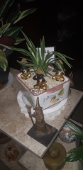 Chlorophytum laxum