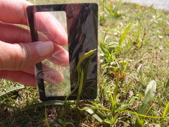 Ophioglossum thermale