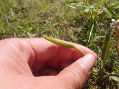 Ophioglossum thermale