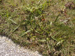 Ophioglossum thermale