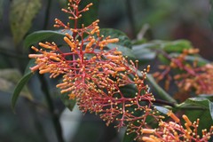 Palicourea padifolia