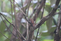 Glyphorynchus spirurus