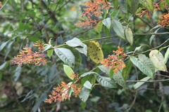 Palicourea padifolia