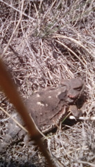 Phrynosoma