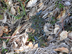 Rhinotropis californica