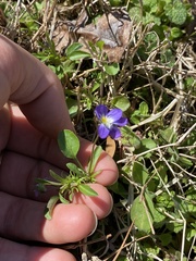 Viola bicolor