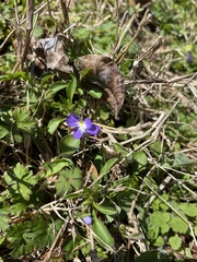 Viola bicolor