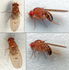 Drosophila phalerata