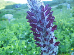 Pedicularis atropurpurea