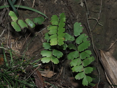 Adiantum soboliferum