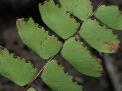 Adiantum soboliferum