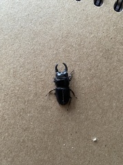 Aegus chelifer chelifer