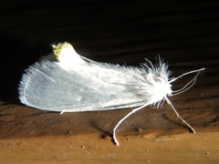 Rupela albina