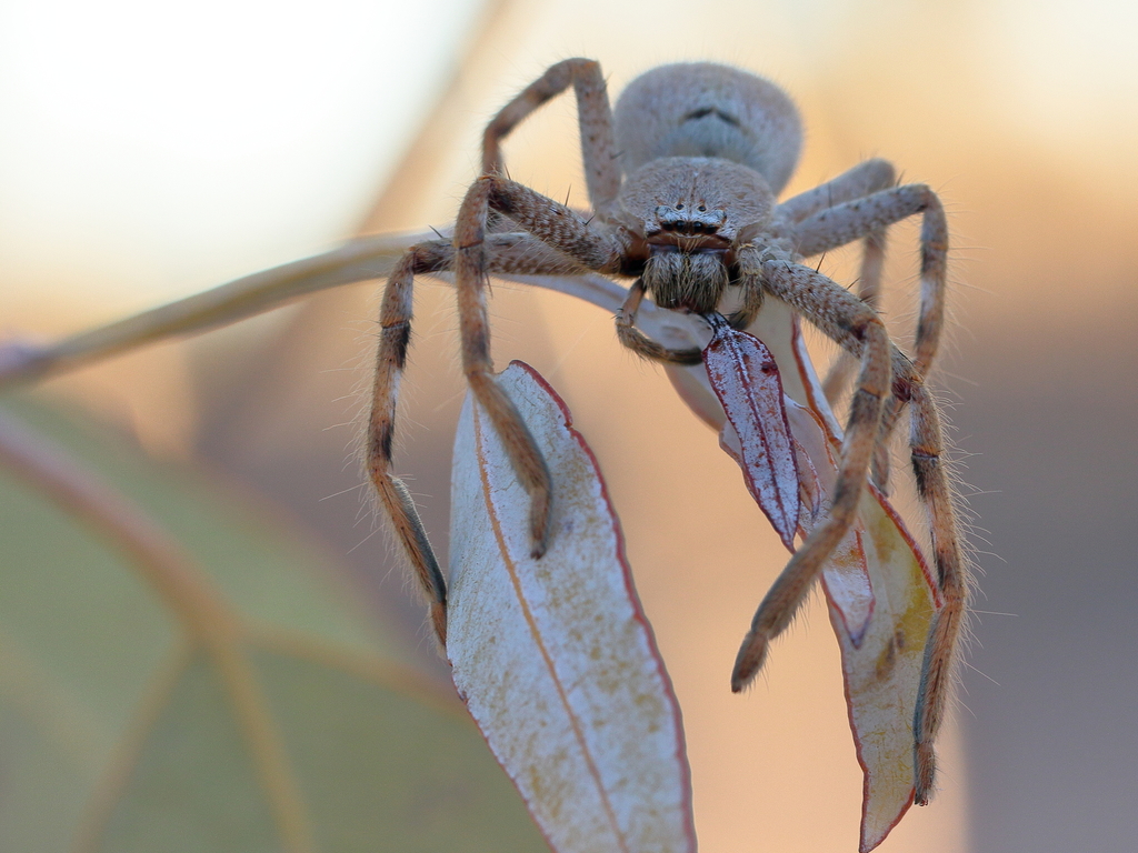 Isopedella