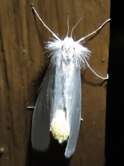 Rupela albina