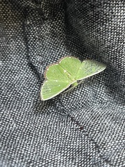 Argyrocosma inductaria