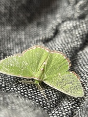 Argyrocosma inductaria