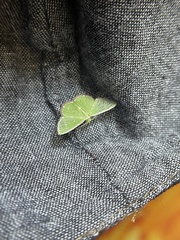 Argyrocosma inductaria