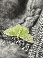 Argyrocosma inductaria