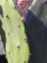 Camponotus rufoglaucus