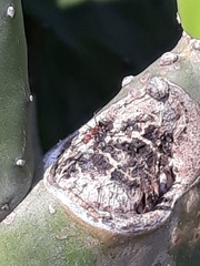 Camponotus rufoglaucus