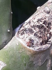 Camponotus rufoglaucus