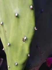 Camponotus rufoglaucus