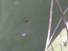 Camponotus rufoglaucus