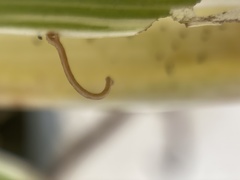 Geometridae