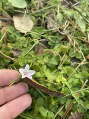 Claytonia virginica