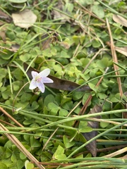 Claytonia virginica