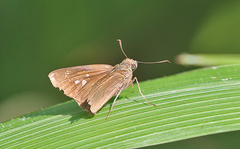 Polytremis lubricans