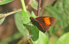 Koruthaialos rubecula