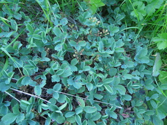 Sibbaldia parviflora