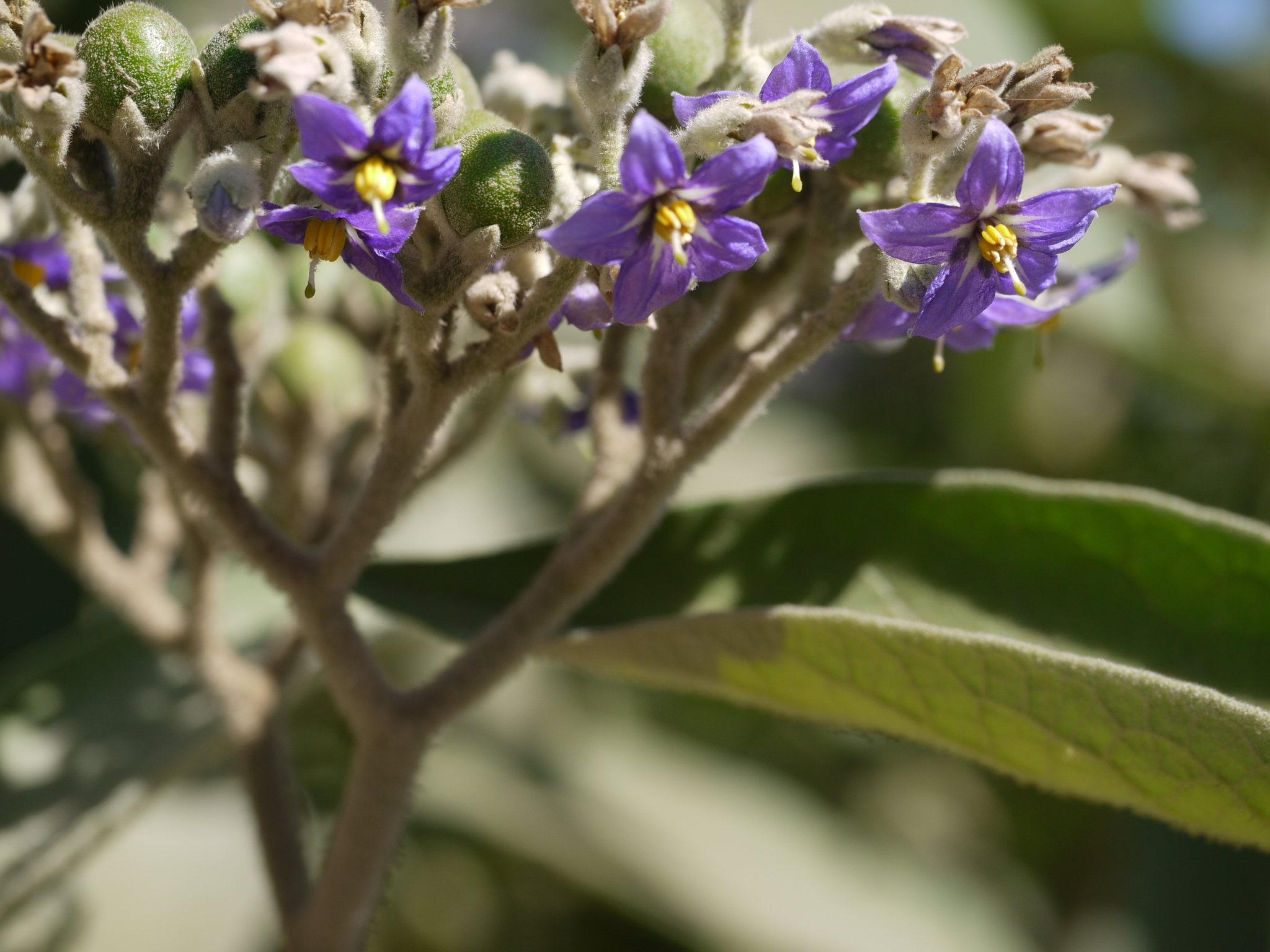 Solanum mauritianum Scop.