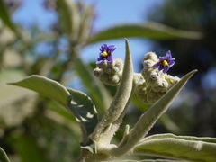 Solanum mauritianum