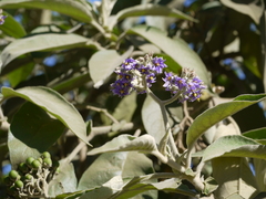 Solanum mauritianum